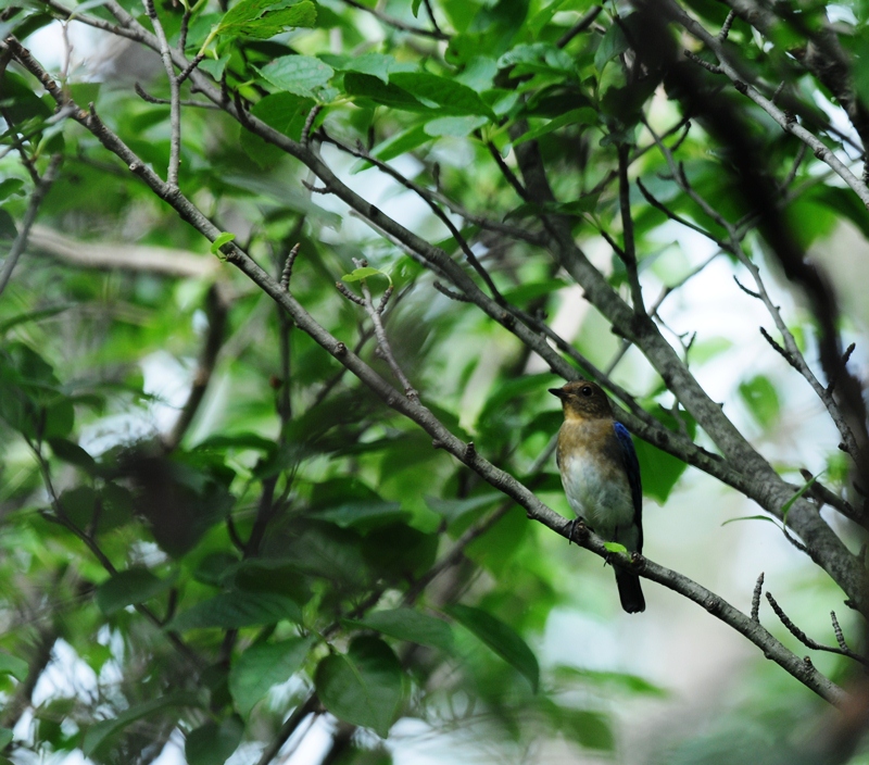 今日の溜＆お山
