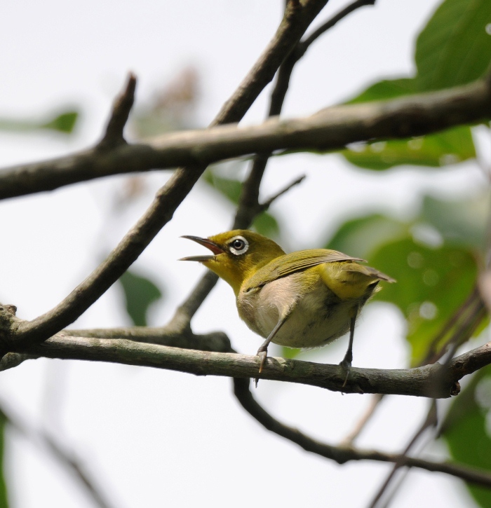 今日の溜＆お山