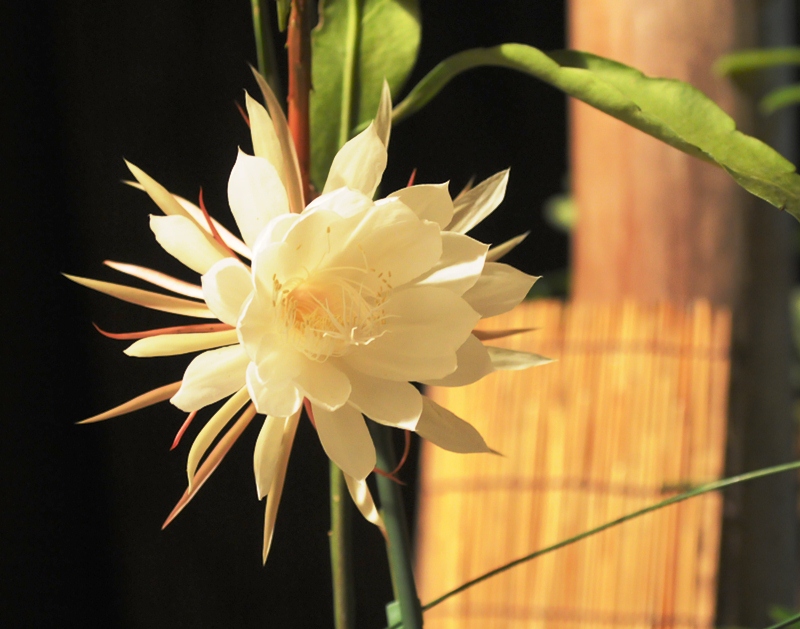 今年二度目の月下美人