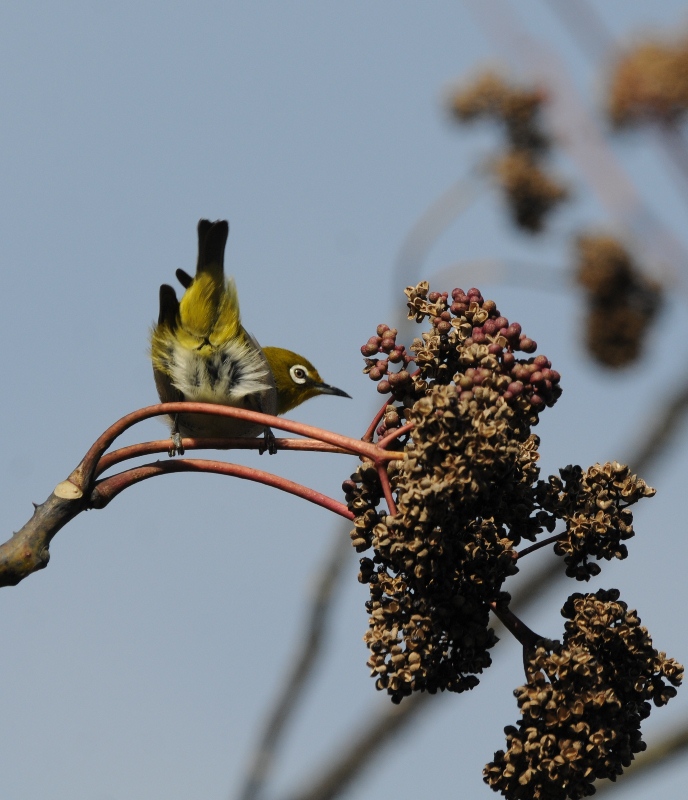 森は、ブルルッブルルッ