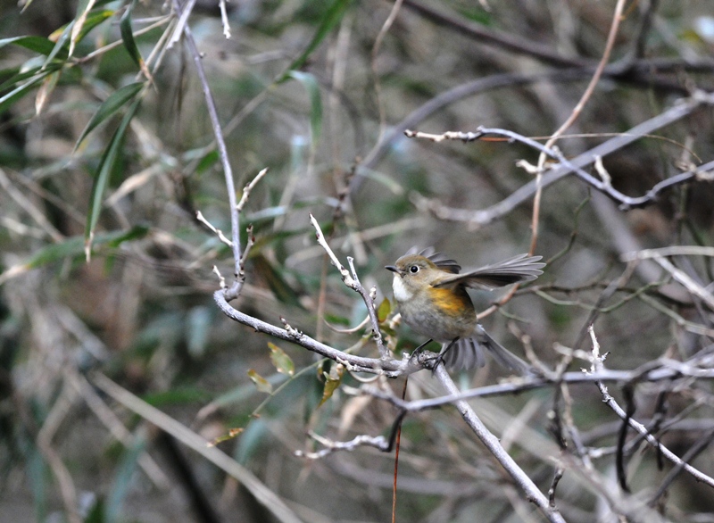 森は、ブルルッブルルッ