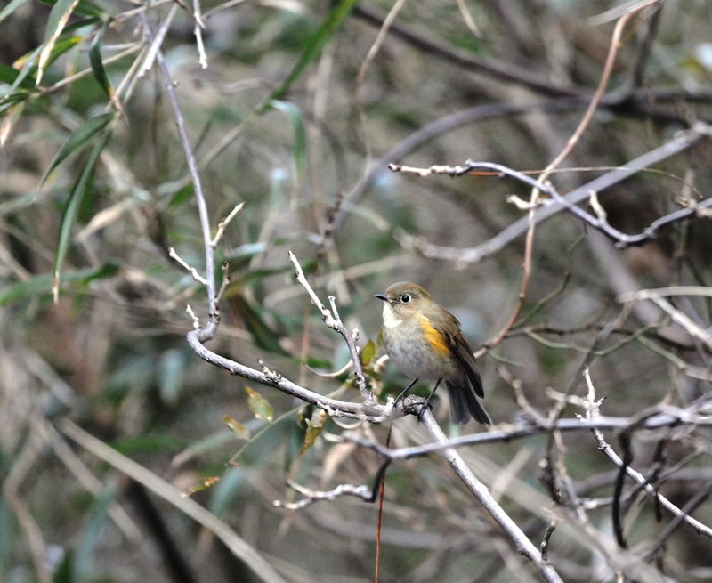 森は、ブルルッブルルッ