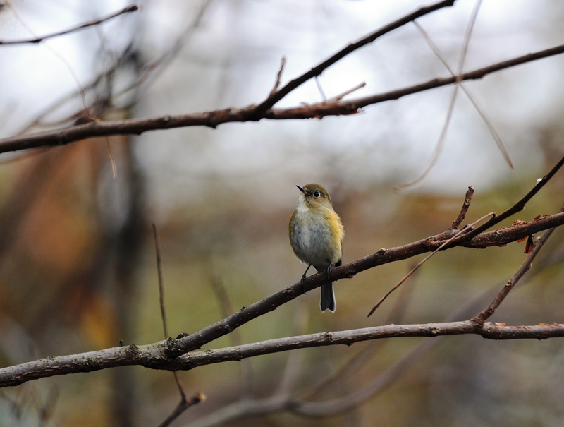 森は、ブルルッブルルッ