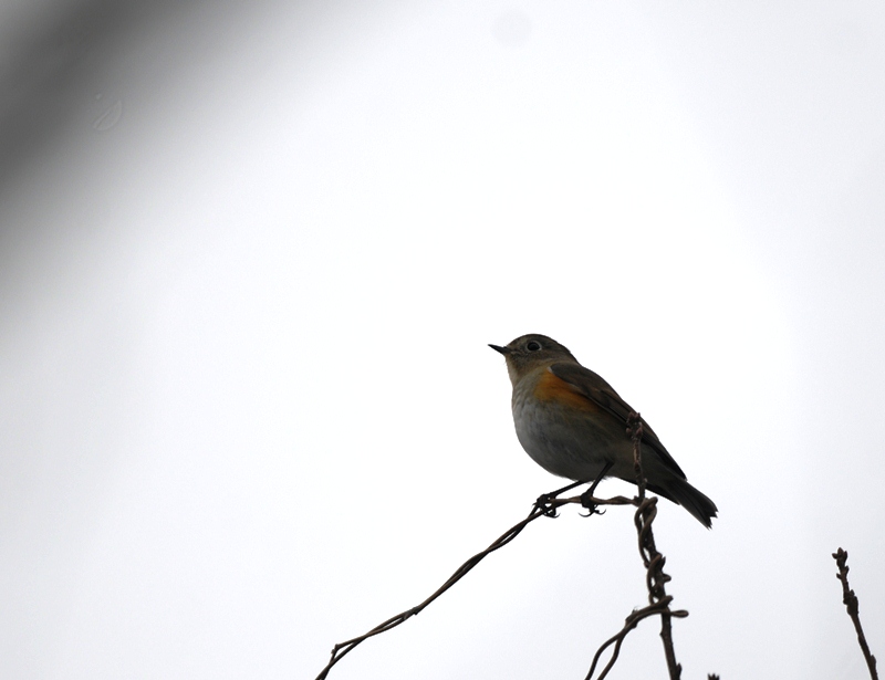 森に雪が降って。