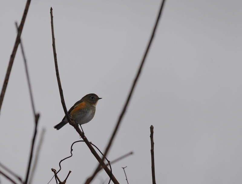 森に雪が降って。