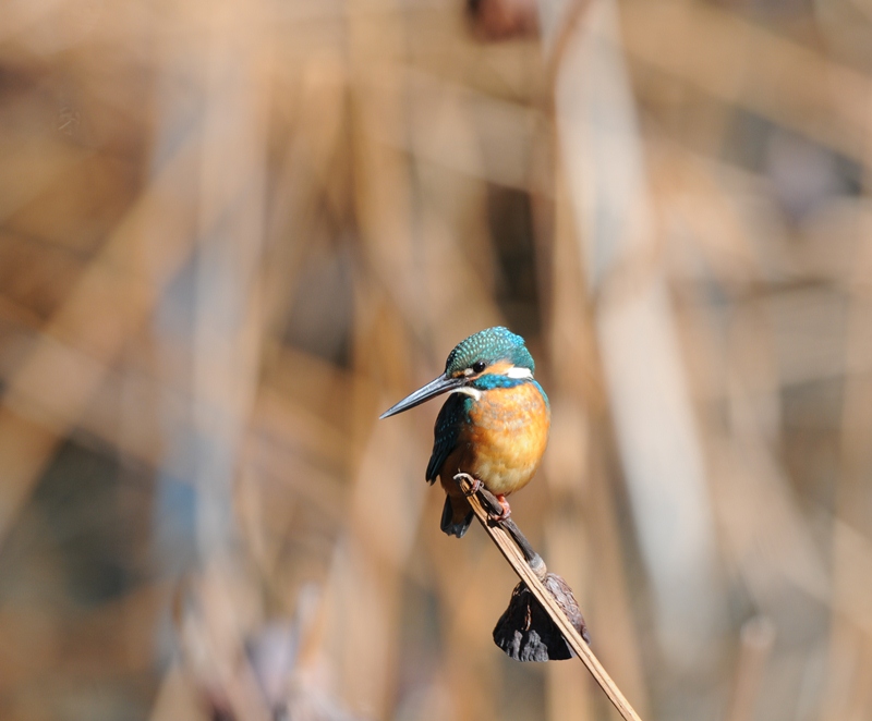 今年の鳥運