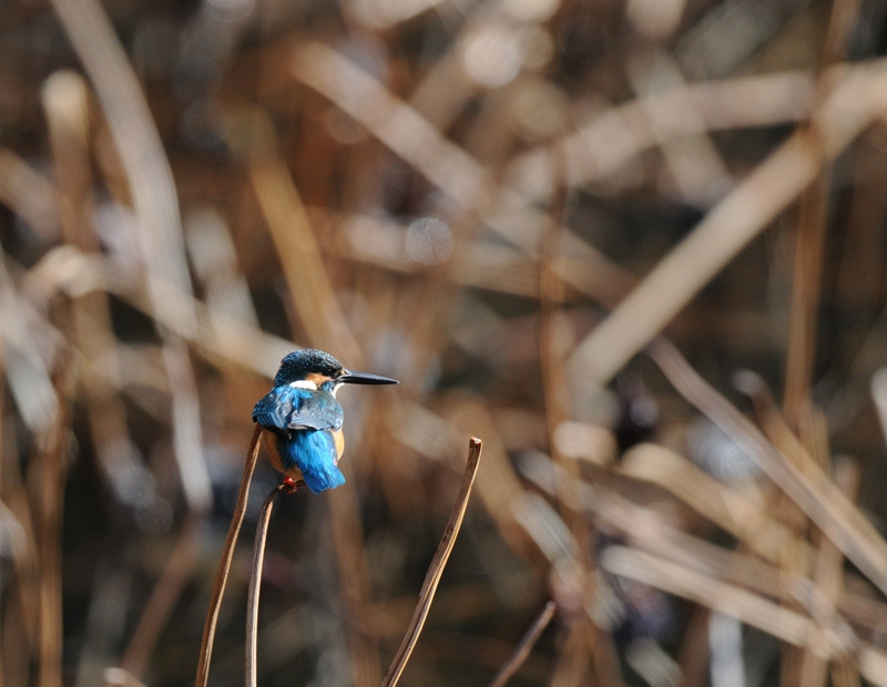 今日の鳥運①。