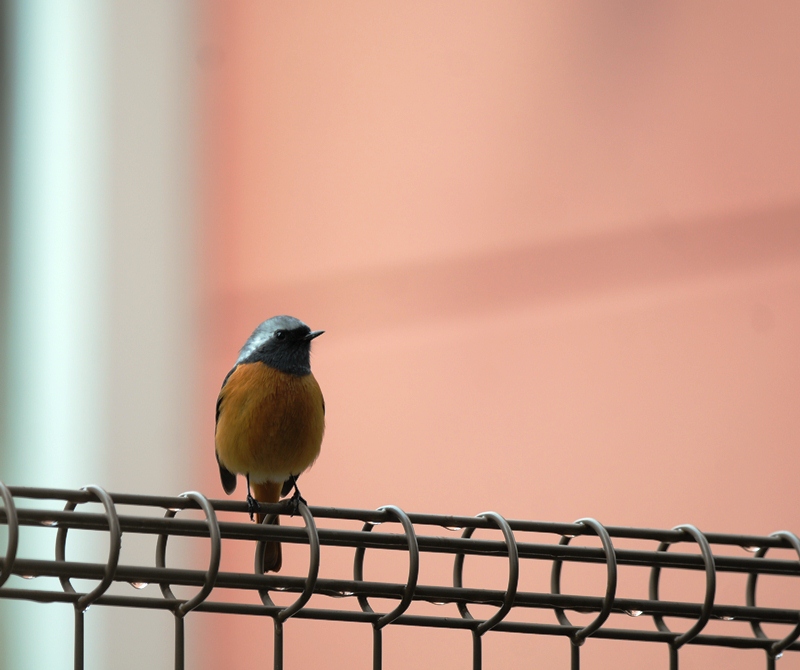 今日の鳥運①。