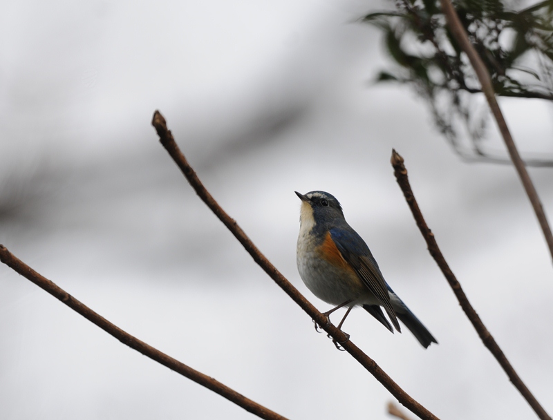 今日の鳥運②。