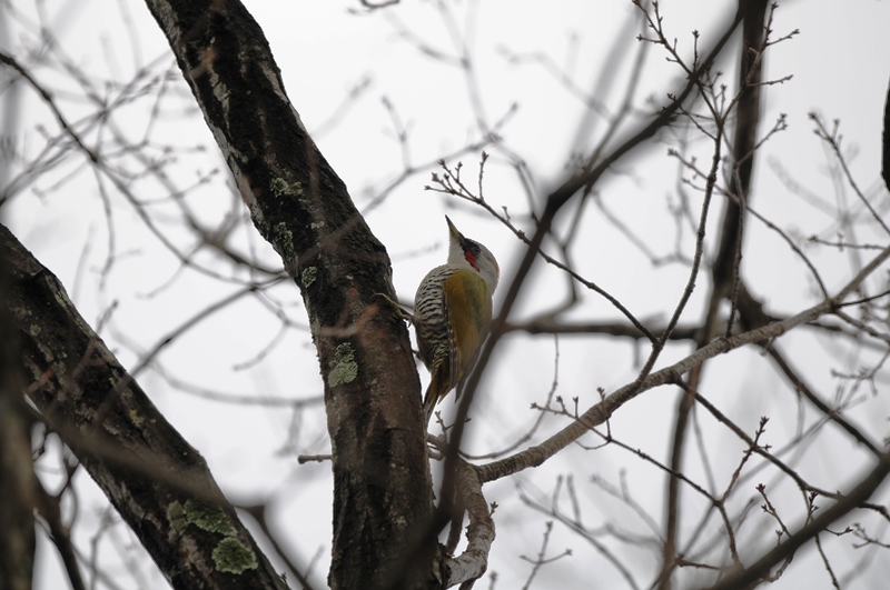 今日の鳥運②。