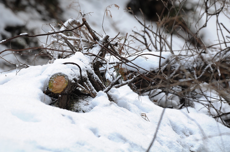 マイ　フィールド。
