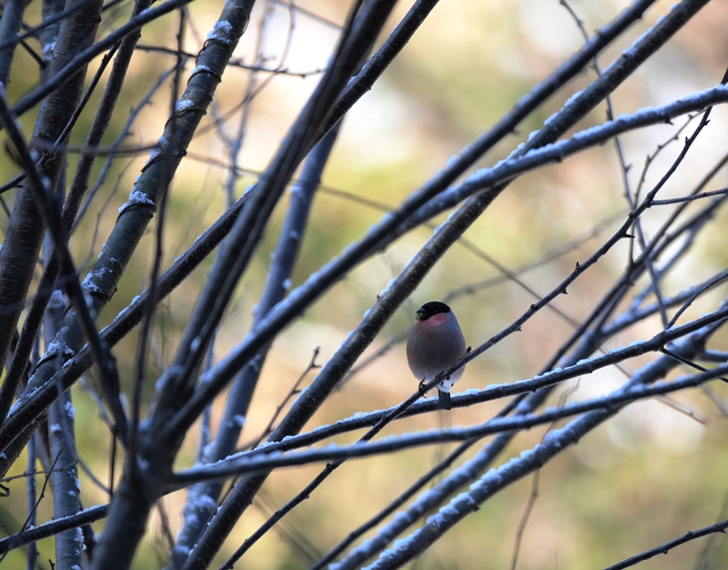 マイ　フィールド。