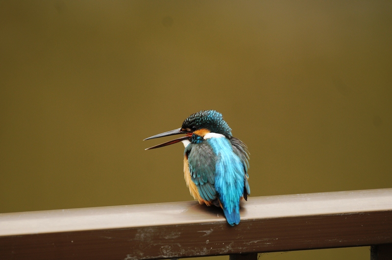 今日のカワセミ。