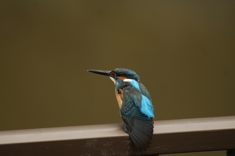 今日のカワセミ。