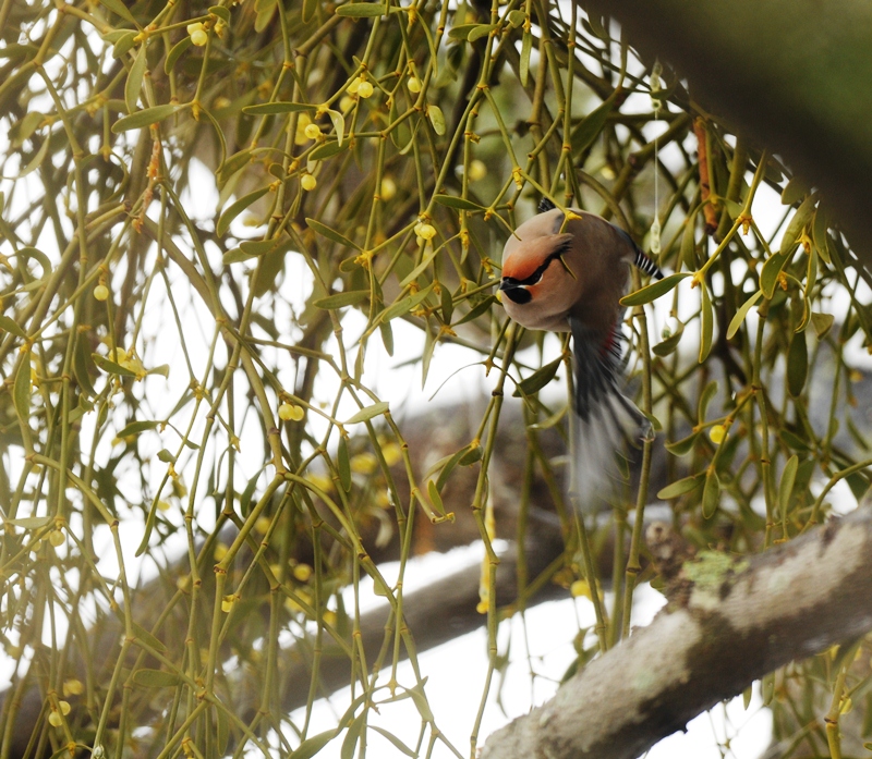 どうしてだろう。