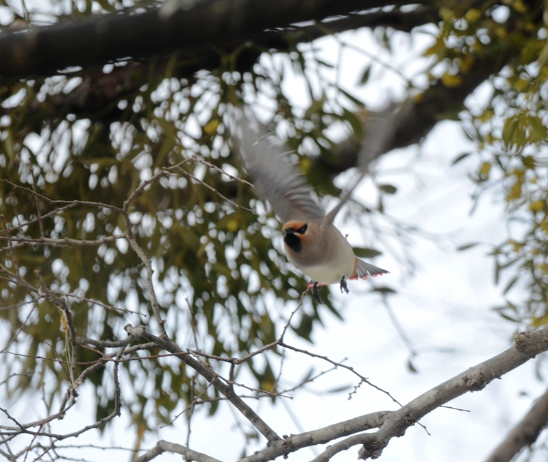 どうしてだろう。
