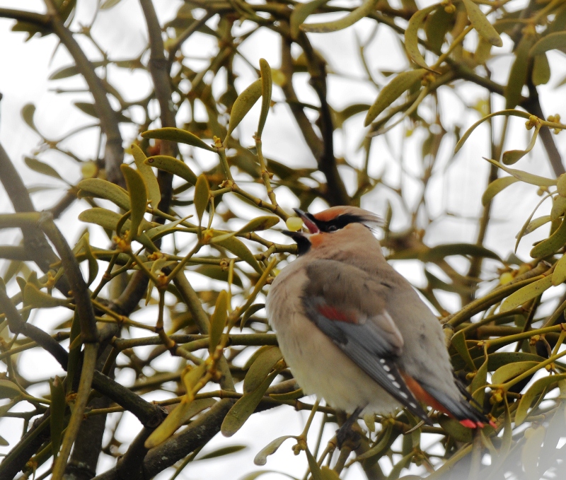 どうしてだろう。