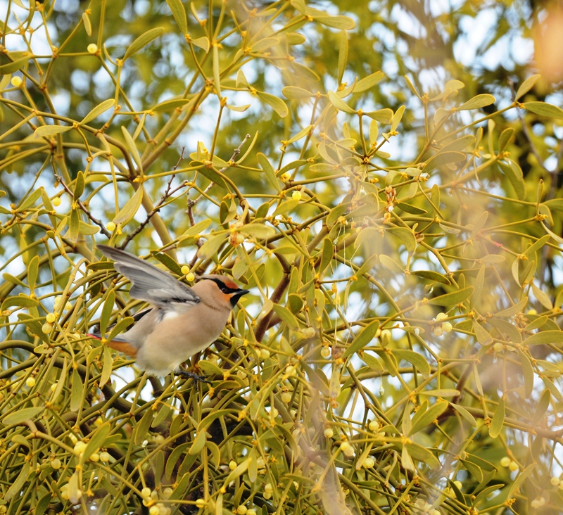 どうしてだろう。