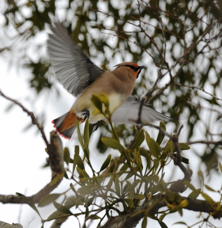 どうしてだろう。