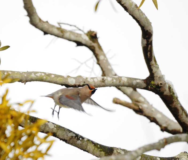 どうしてだろう。