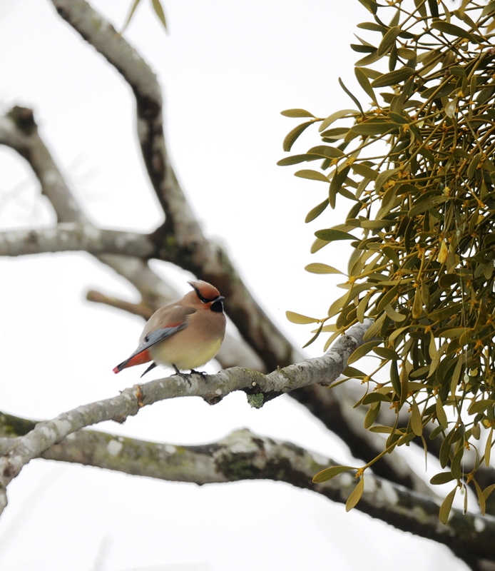 どうしてだろう。