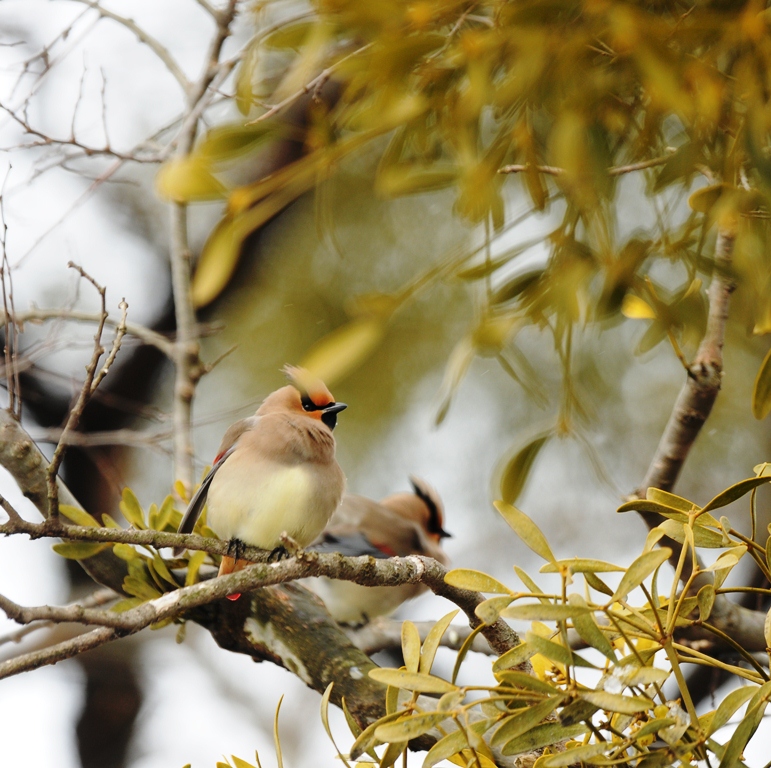 どうしてだろう。