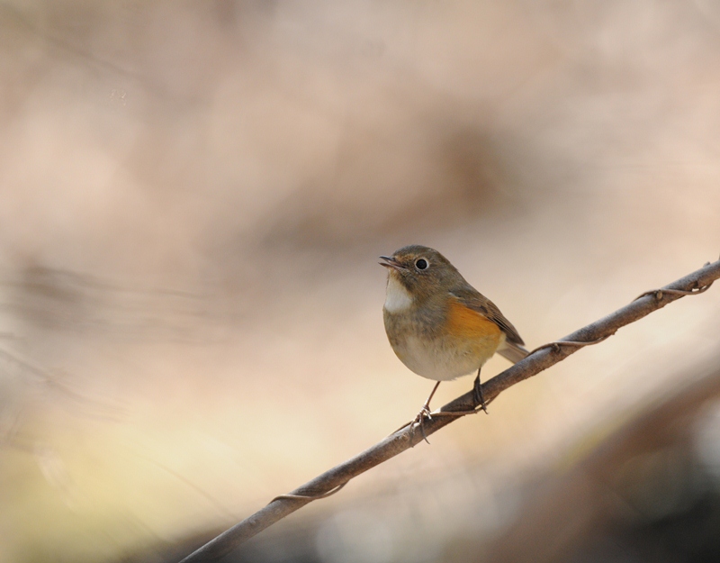 どうしてだろう。