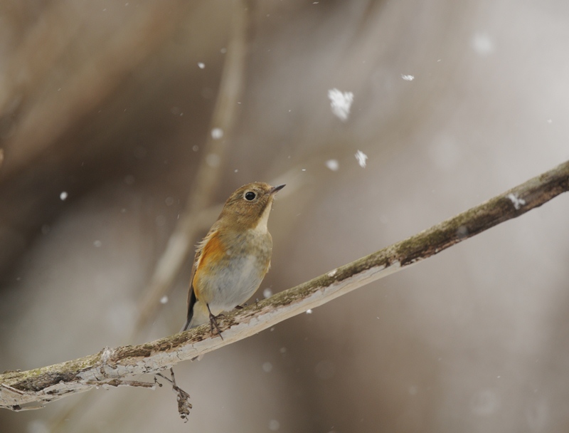 森は雪。