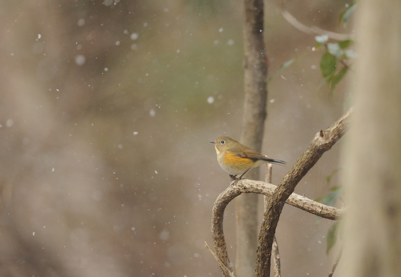 森は雪。