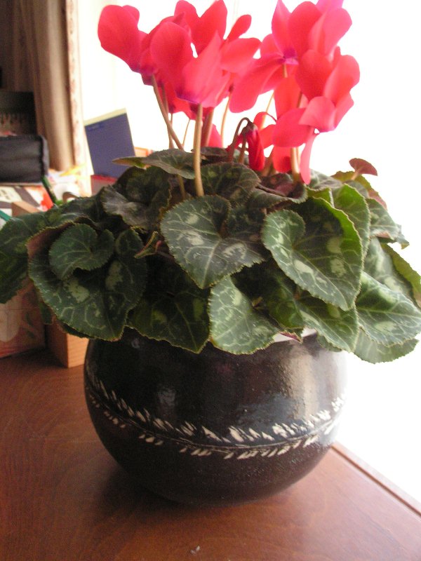 不器用な・・・ですが