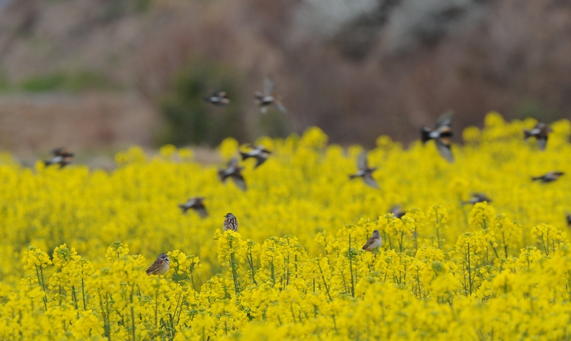 春は菜花・・・