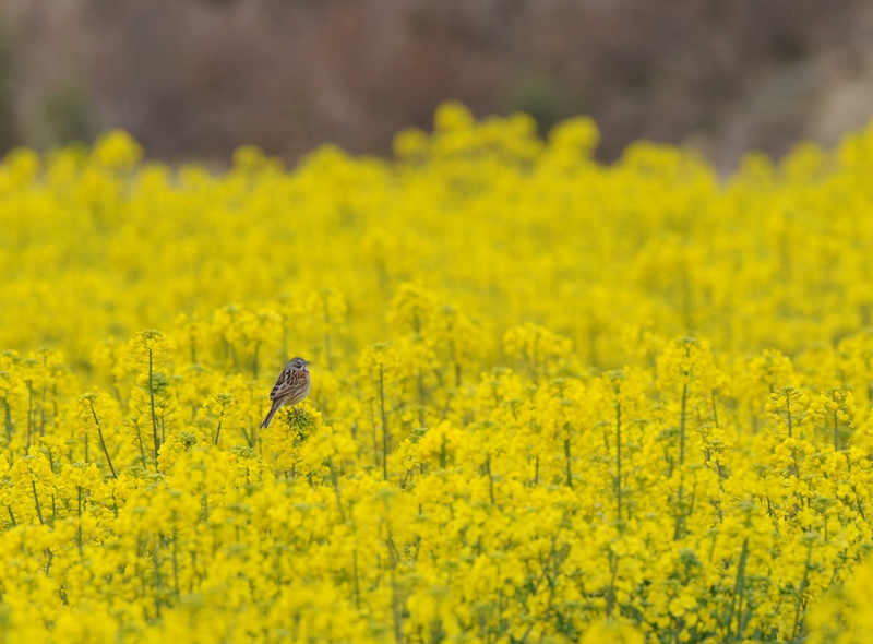 春は菜花・・・