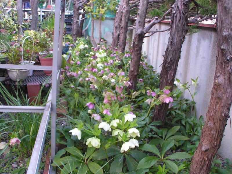 クリスマスローズ。