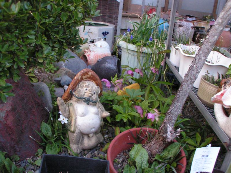 クリスマスローズ。