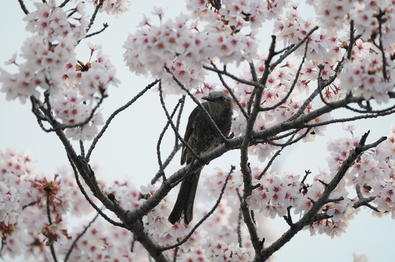 桜ヒヨドリ。