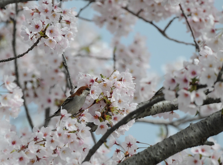 ニュウナイスズメ ’15