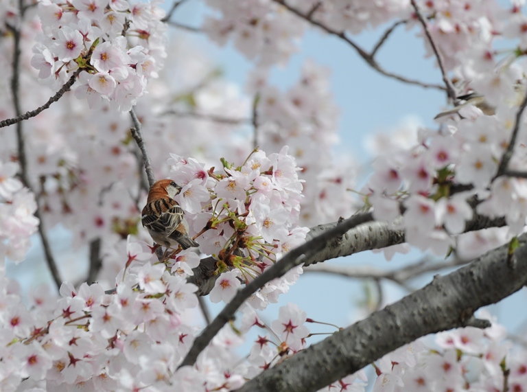 ニュウナイスズメ ’15