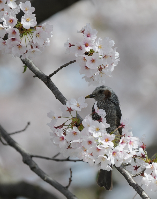 桜ヒヨドリ。
