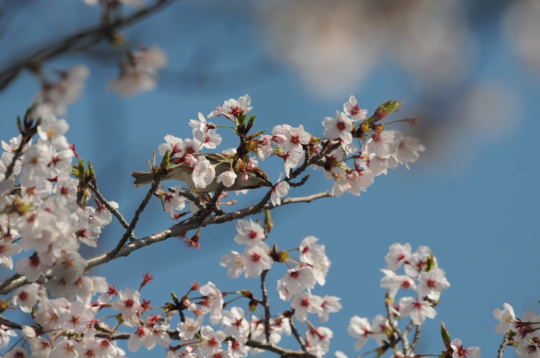 ニュウナイスズメ ’15