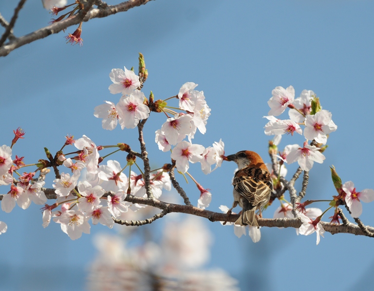 ニュウナイスズメ ’15