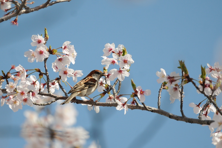 ニュウナイスズメ ’15