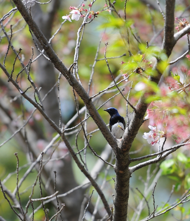 今日は春でした。