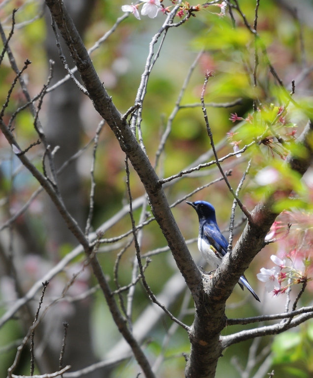 今日は春でした。