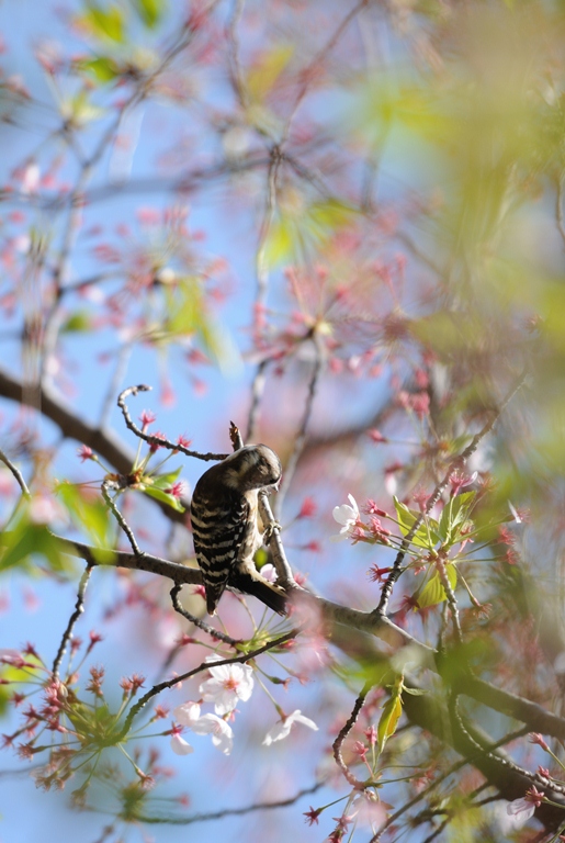 今日は春でした。