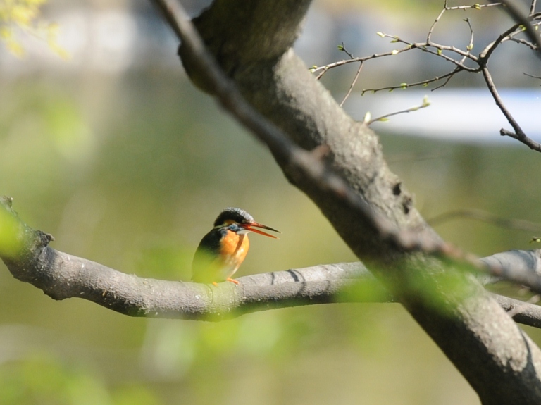 今日は春でした。