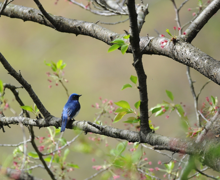 コマドリorワラビ