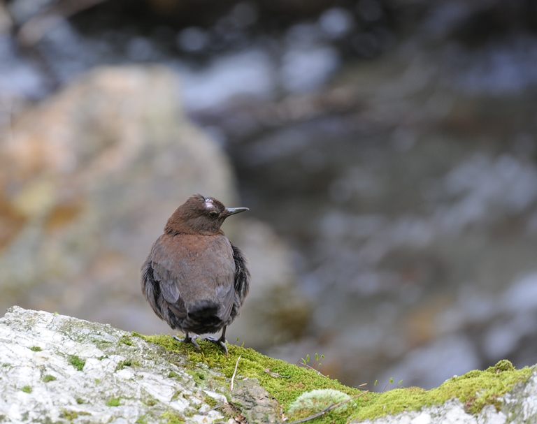 コマドリorワラビ