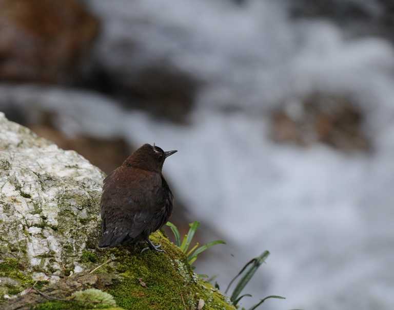 コマドリorワラビ