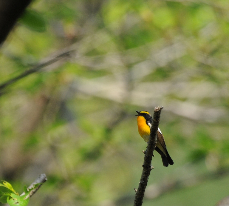 一日中、キビタキ。