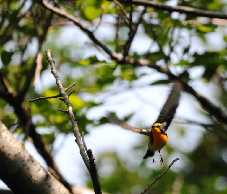 一日中、キビタキ。